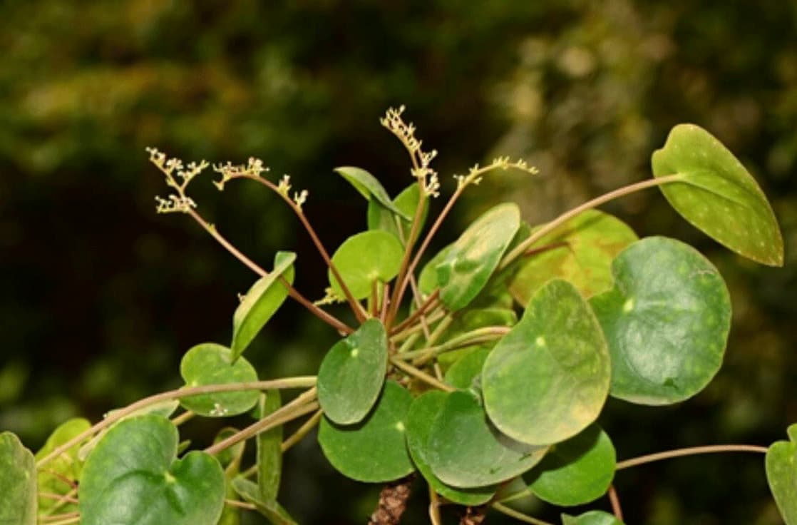 Yellowing leaves on Chinese Money Plant indicating need for pruning