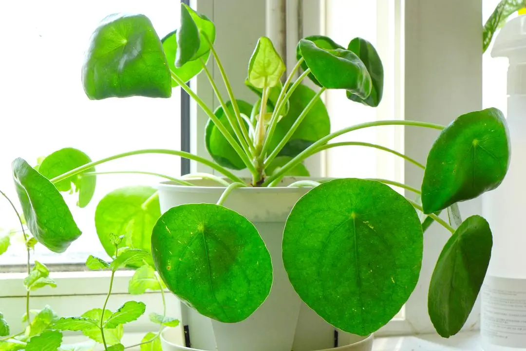 Healthy Chinese Money Plant in bright, indirect spring light.