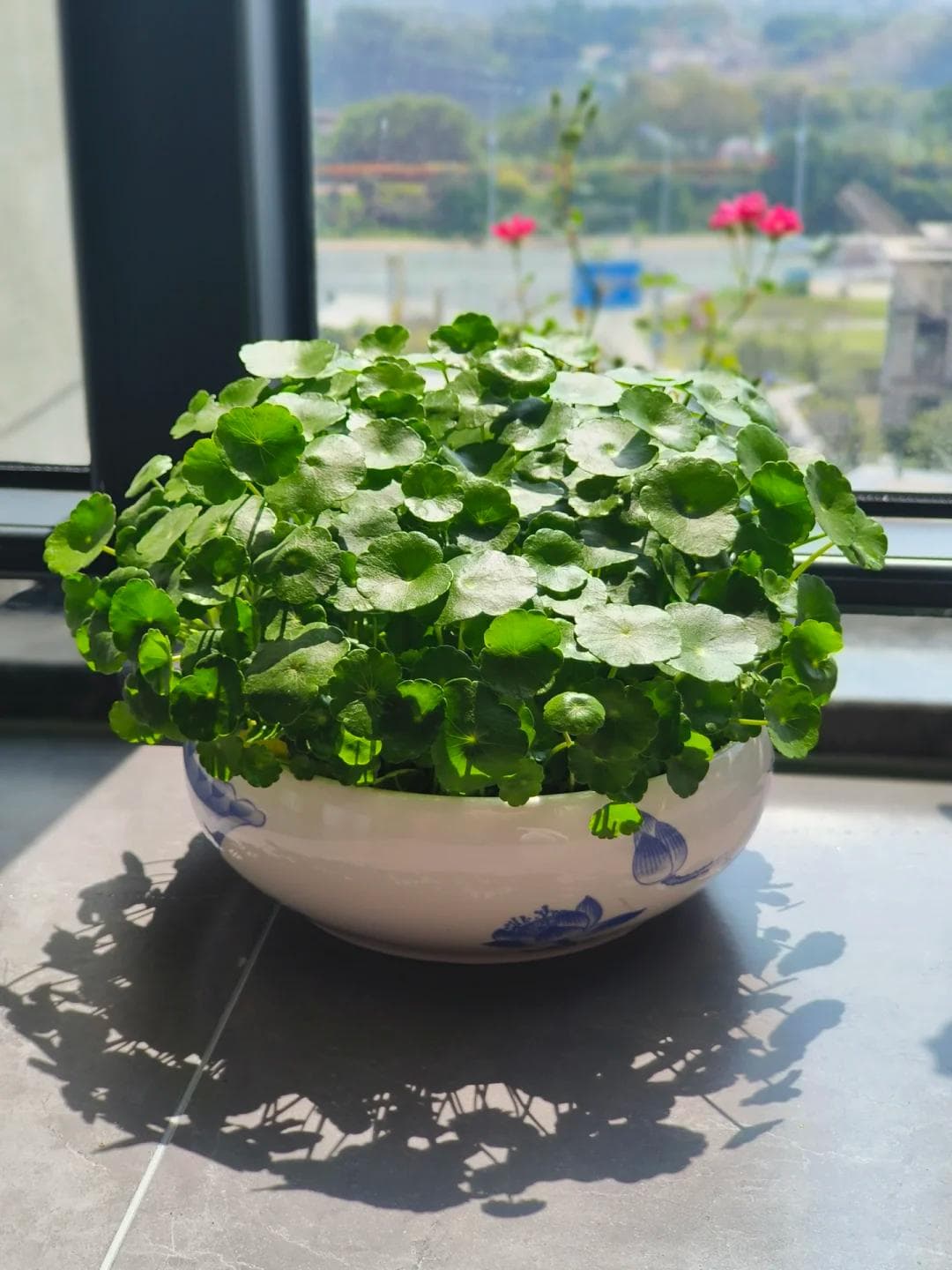 Chinese Money Plant near the window