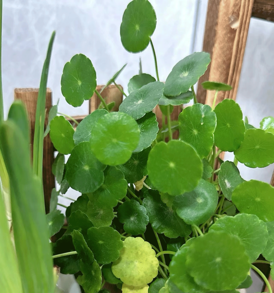 Chinese money plant leaves turn yellow due to natural aging