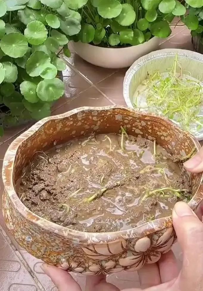 Chinese money plant propagation in water Chinese money plant propagation in water