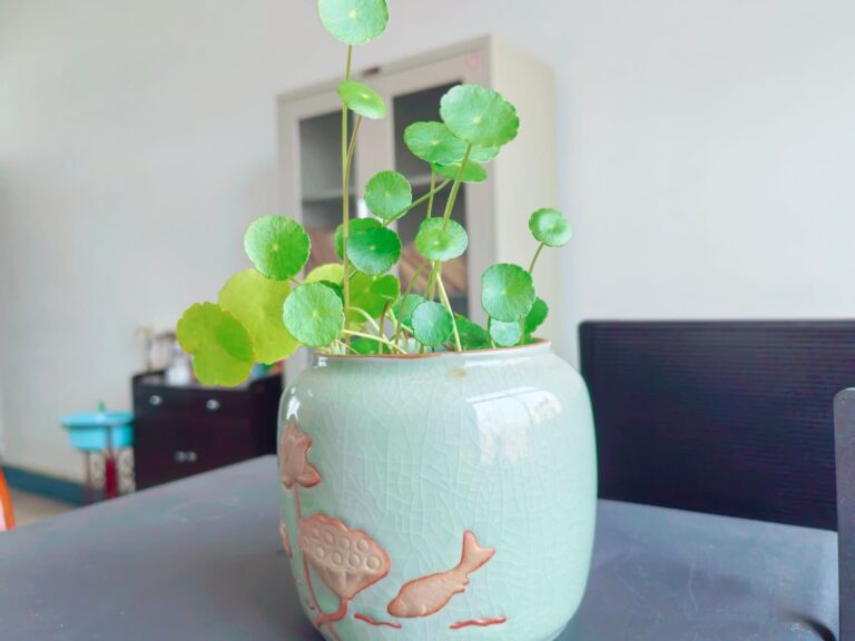 Pilea Peperomioides
