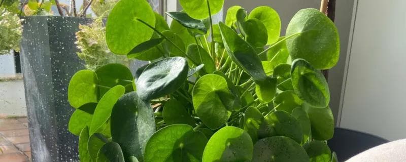 Pancake Plant:flat, pancake-like leaves