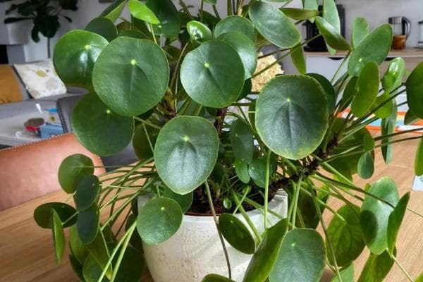 A Pancake Plant with striking ornamental foliage