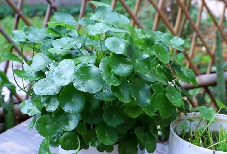 Pilea Peperomioides