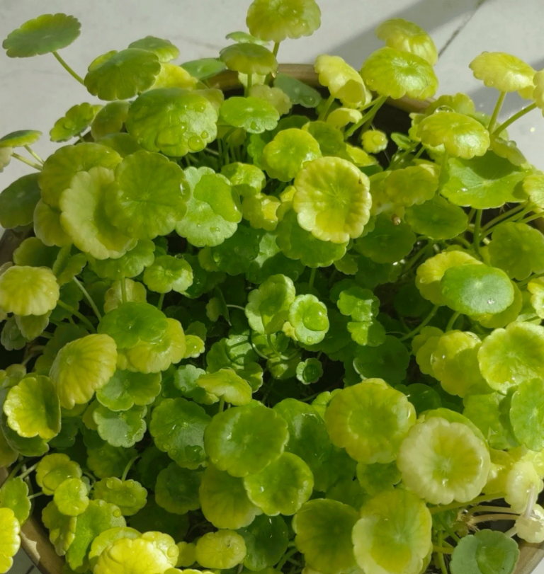 Chinese Money Plant Yellow Leaves