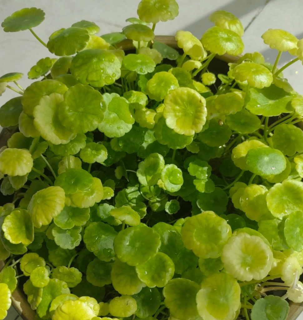 The-Chinese-money-plant-is-lacking-sunlight-and-fertilizer