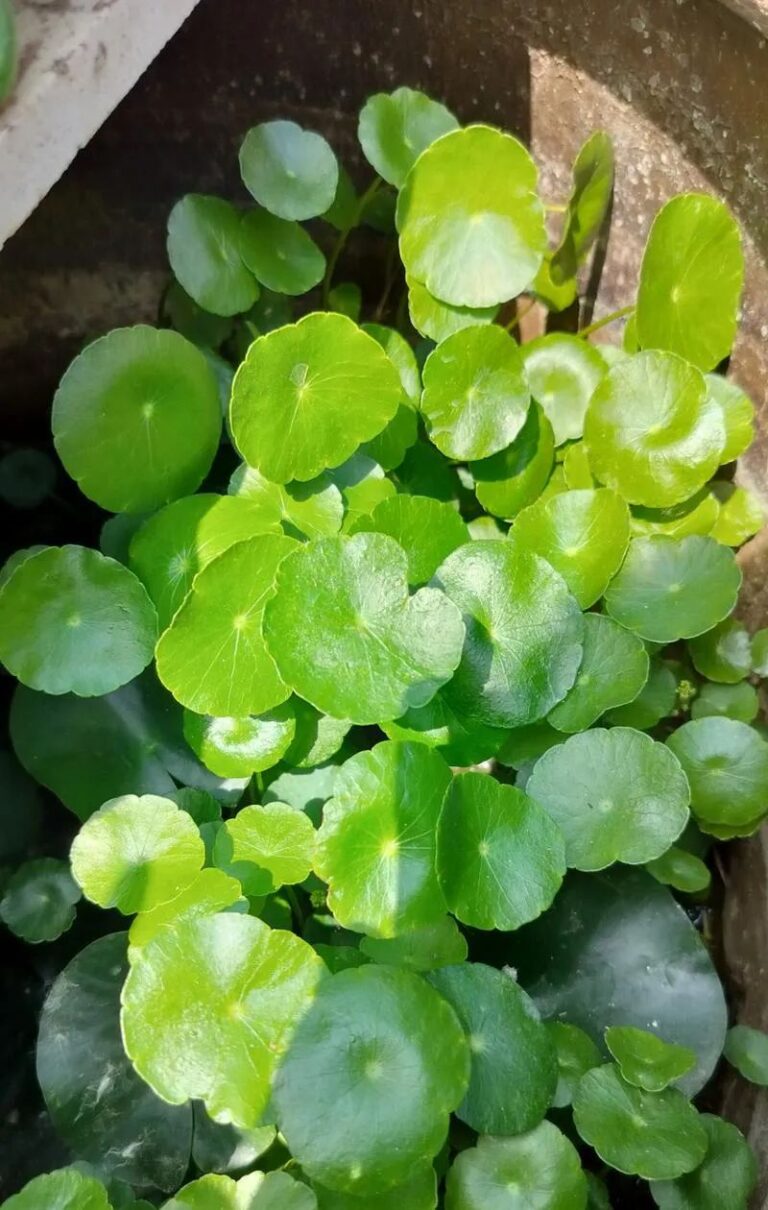 The Chinese money plant propagates very well
