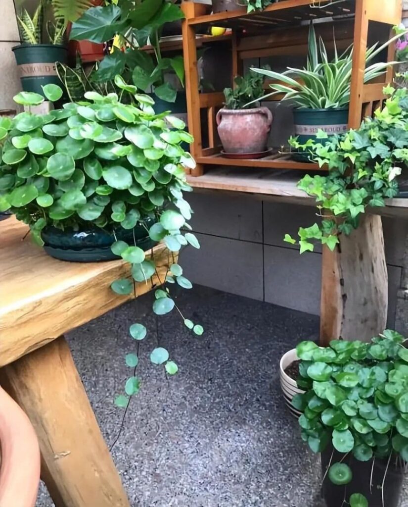The evergreen and gracefully swaying Pilea Peperomioides