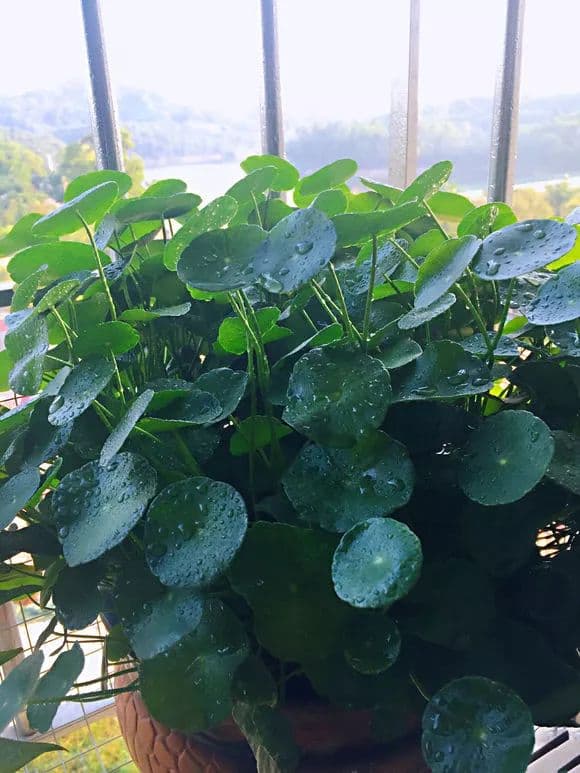 Keep UFO Plant Well-Watered
