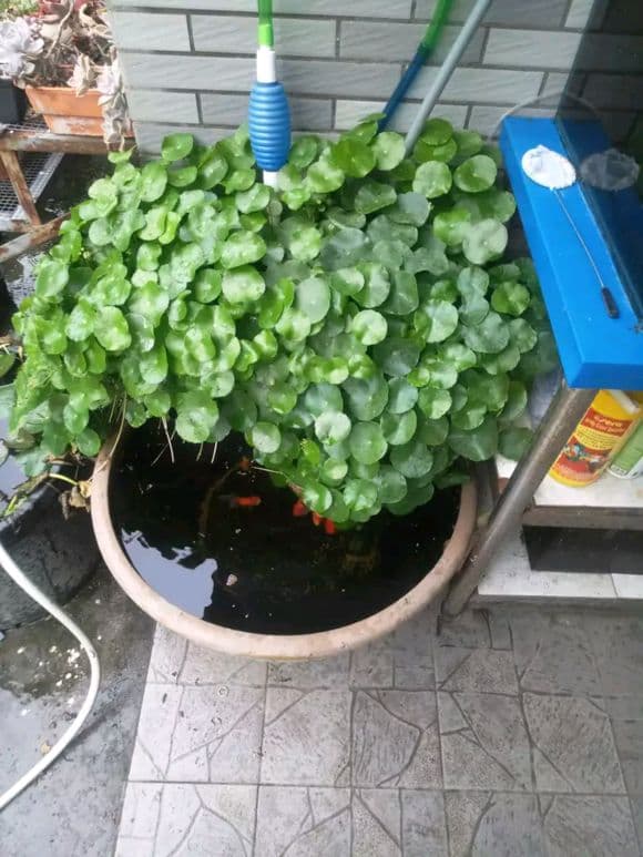 UFO Plant in a Fish Pond