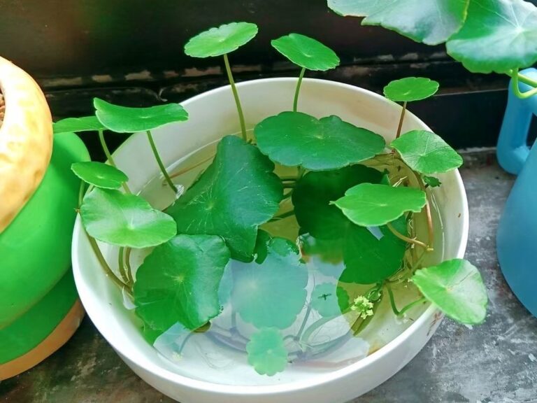 beauty of the Chinese Money Plant