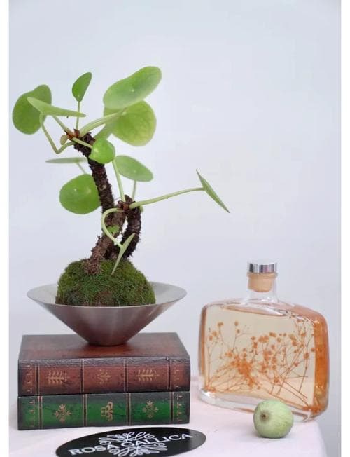 Bottom watering method for Chinese Money Plant to prevent overwatering