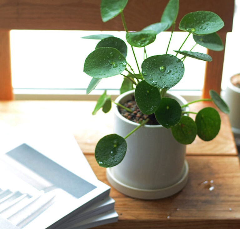 Boost concentration by placing your Pilea on a desk or bookshelf.