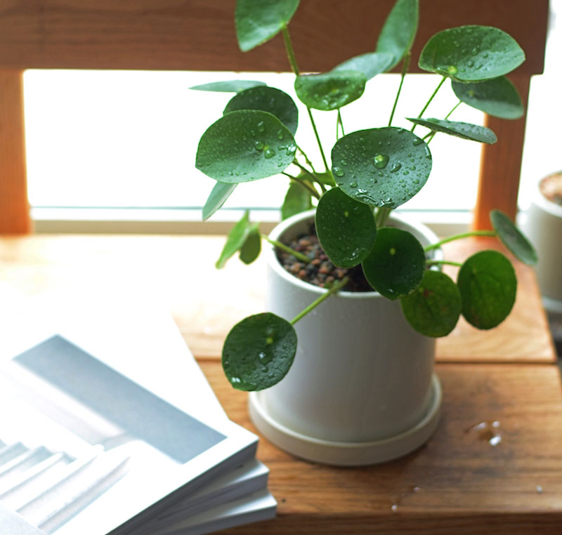 Boost concentration by placing your Pilea on a desk or bookshelf.
