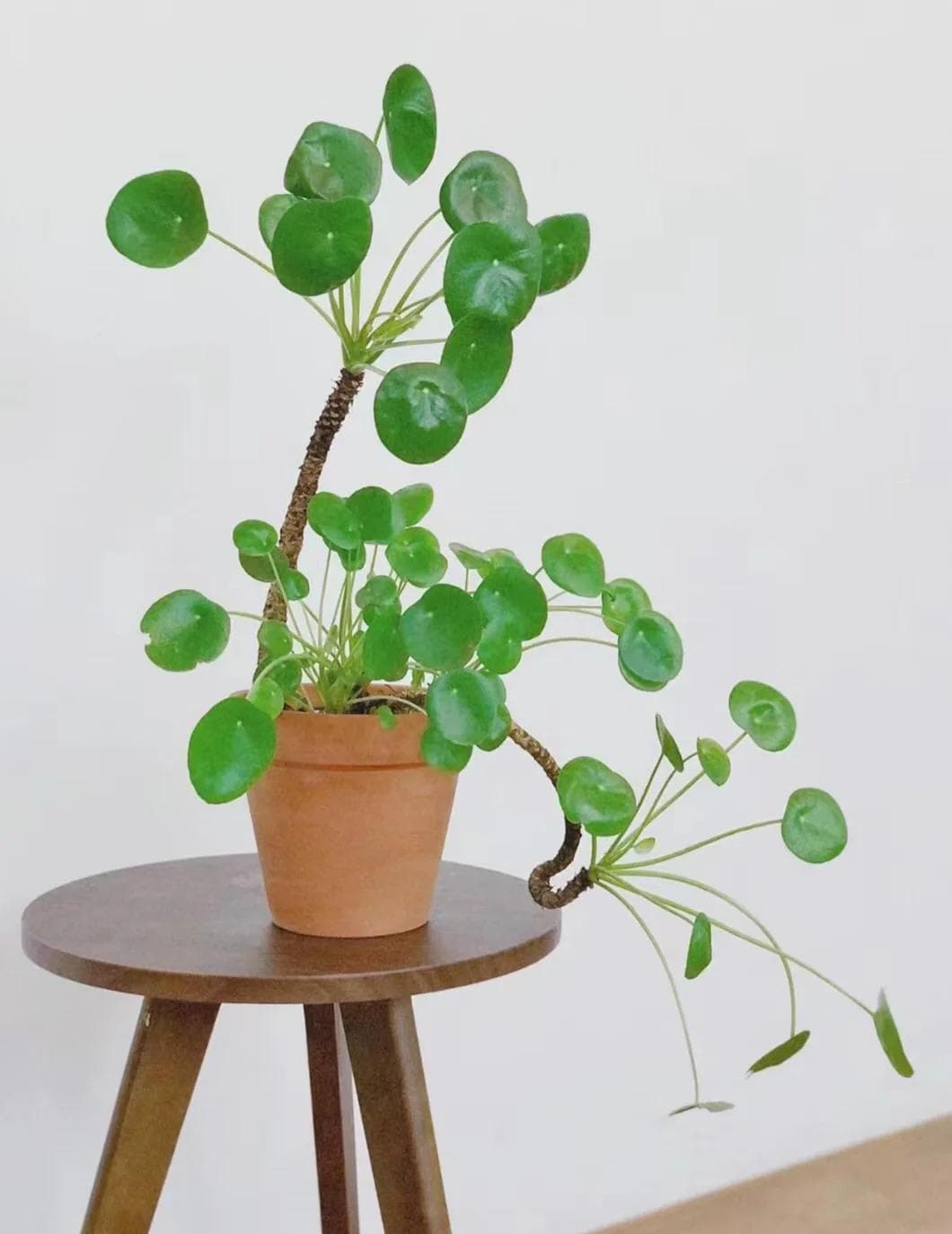 Chinese Money Plant on a wooden table near a window for good Feng Shui energy