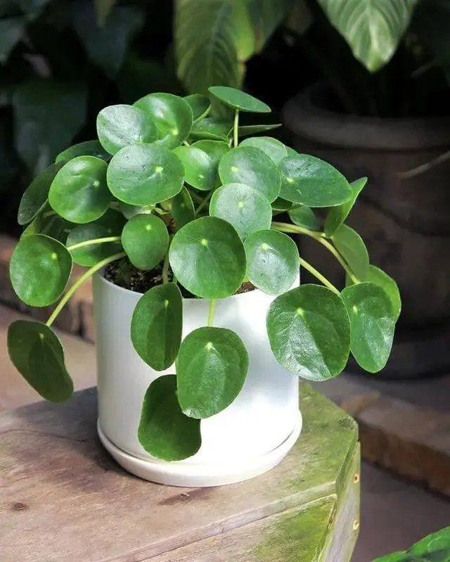 A healthy Chinese Money Plant (Pilea peperomioides) with glossy green leaves, showing proper fertilization care.