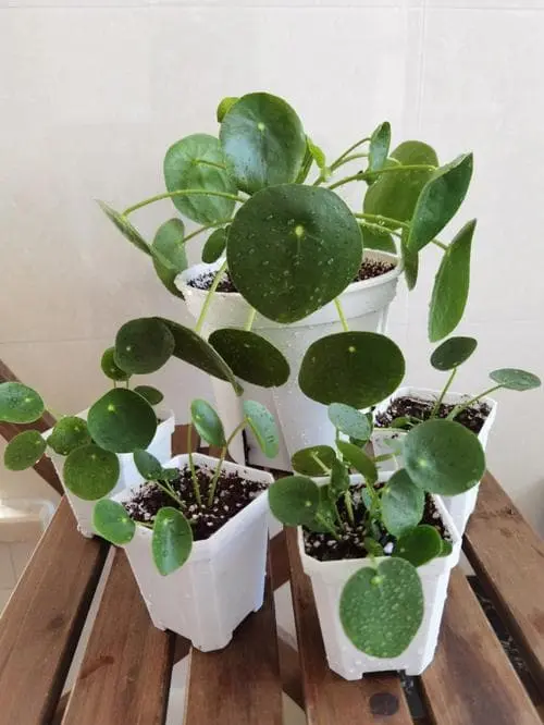 Healthy Chinese Money Plant in ideal soil mix with white pot