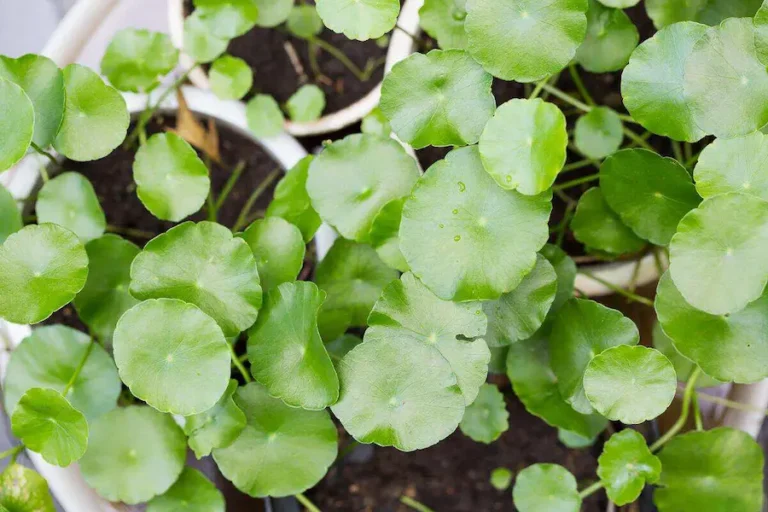 A healthy Chinese Money Plant (Pilea peperomioides) thriving in bright