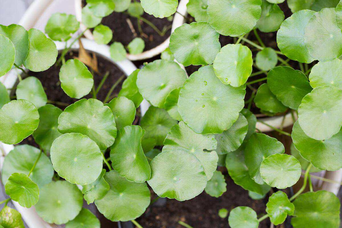 A healthy Chinese Money Plant (Pilea peperomioides) thriving in bright