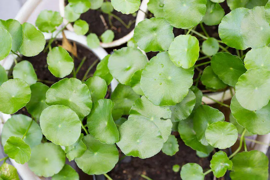 A healthy Chinese Money Plant (Pilea peperomioides) thriving in bright