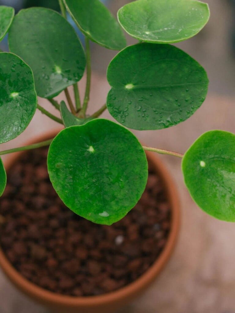 Chinese Money Plant leaf propagation steps
