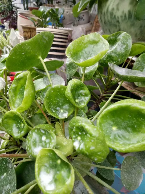 Chinese Money Plant leaves curling