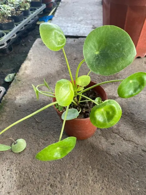 unhealthy Chinese money plant – brown/yellow leaves often signal watering or light issues