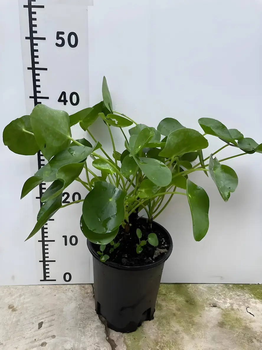 Chinese Money Plant not growing