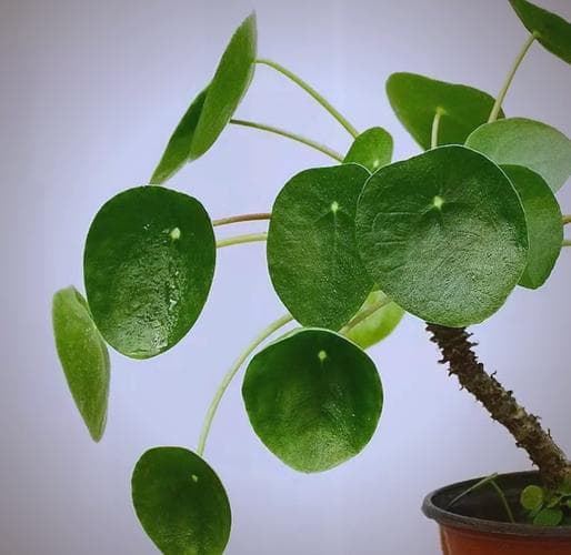 Chinese Money Plant with coin-shaped leaves symbolizing prosperity and spiritual balance - living symbol of abundance in modern homes