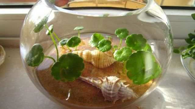 Growing Chinese Money Plant in Water