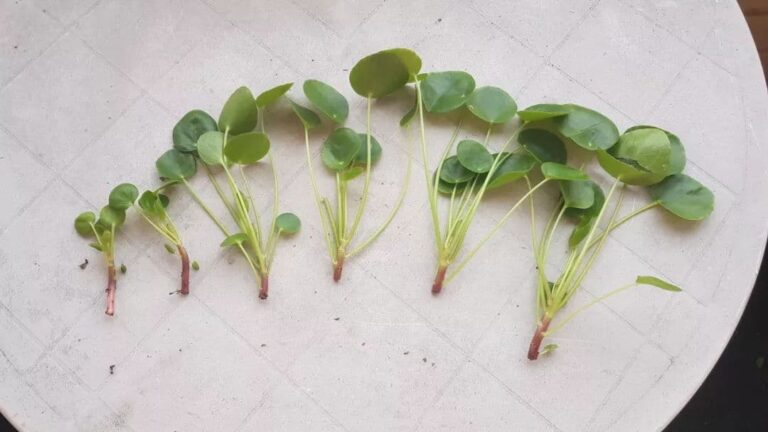 Close-up of healthy pink Chinese Money Plant roots