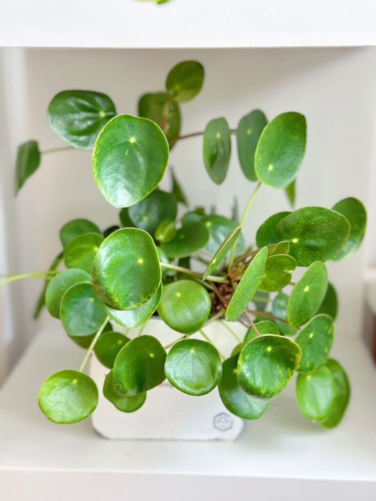 Overgrown leaves on Chinese Money Plant needing trimming