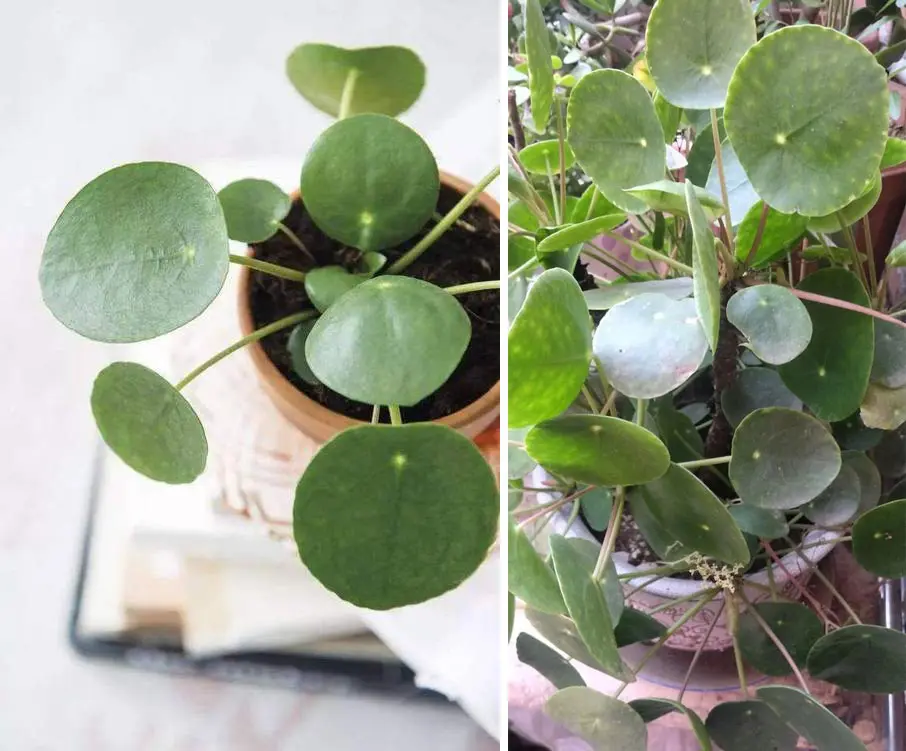 Pilea growth in ideal soil vs poor soil - 3 month comparison