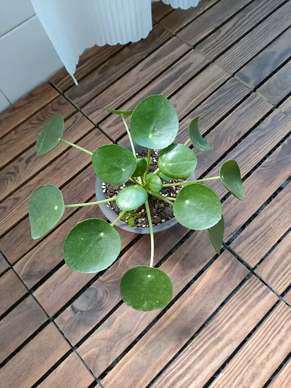 Chinese Money Plant thriving in bright, indirect sunlight - the ideal summer lighting condition to prevent leaf scorch.